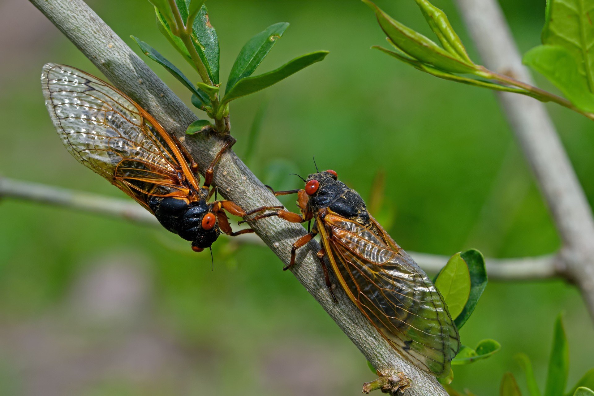 Two periodical cicadas, with black bodies and red eyes, face each other on a tree branch, with green foliage in the background.