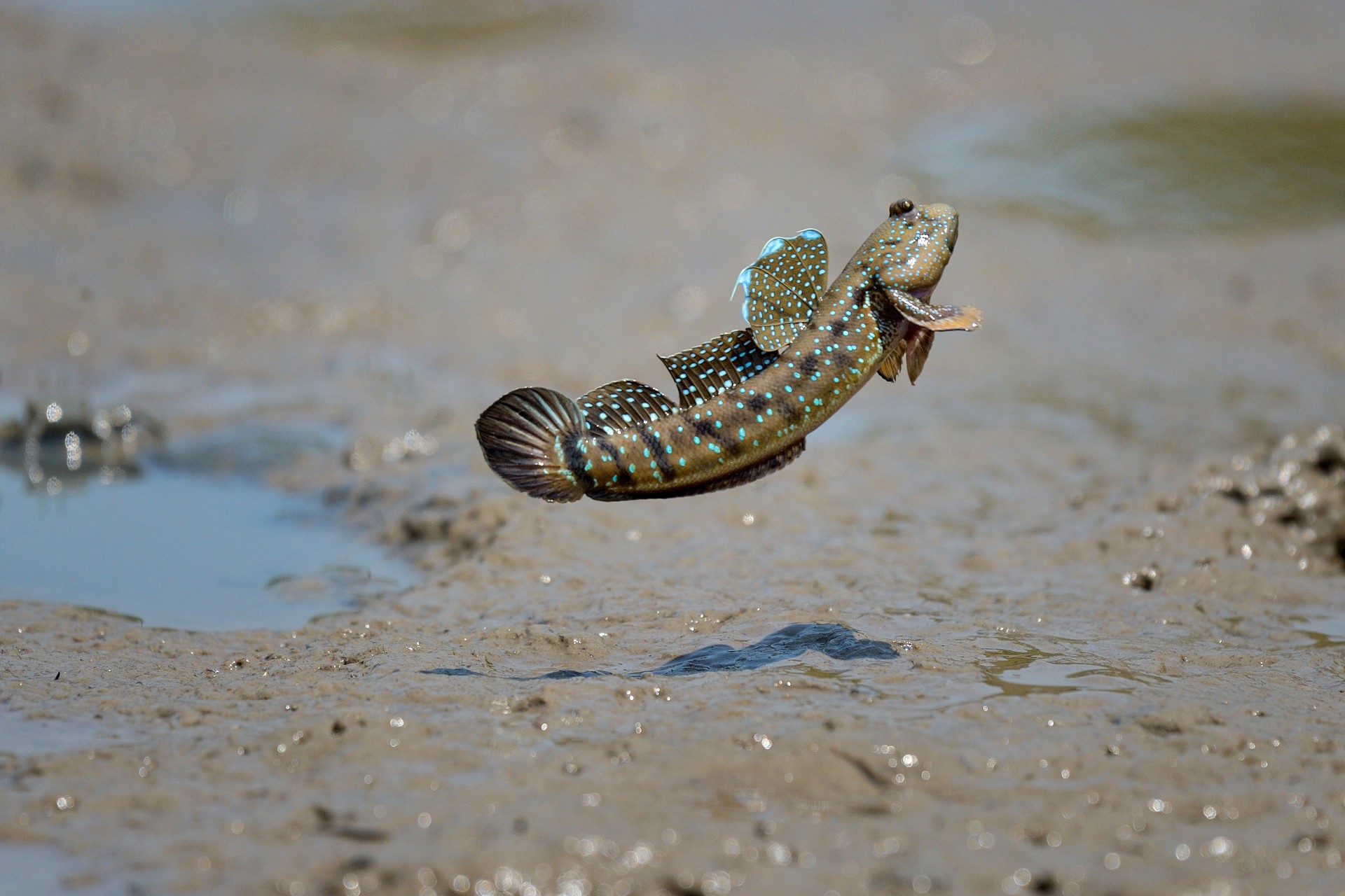 A mudskipper jumps up from the ocean sand