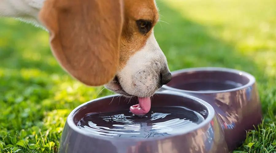 The backwards “ladle” of a dog’s tongue looks like it scoops water. It doesn’t.