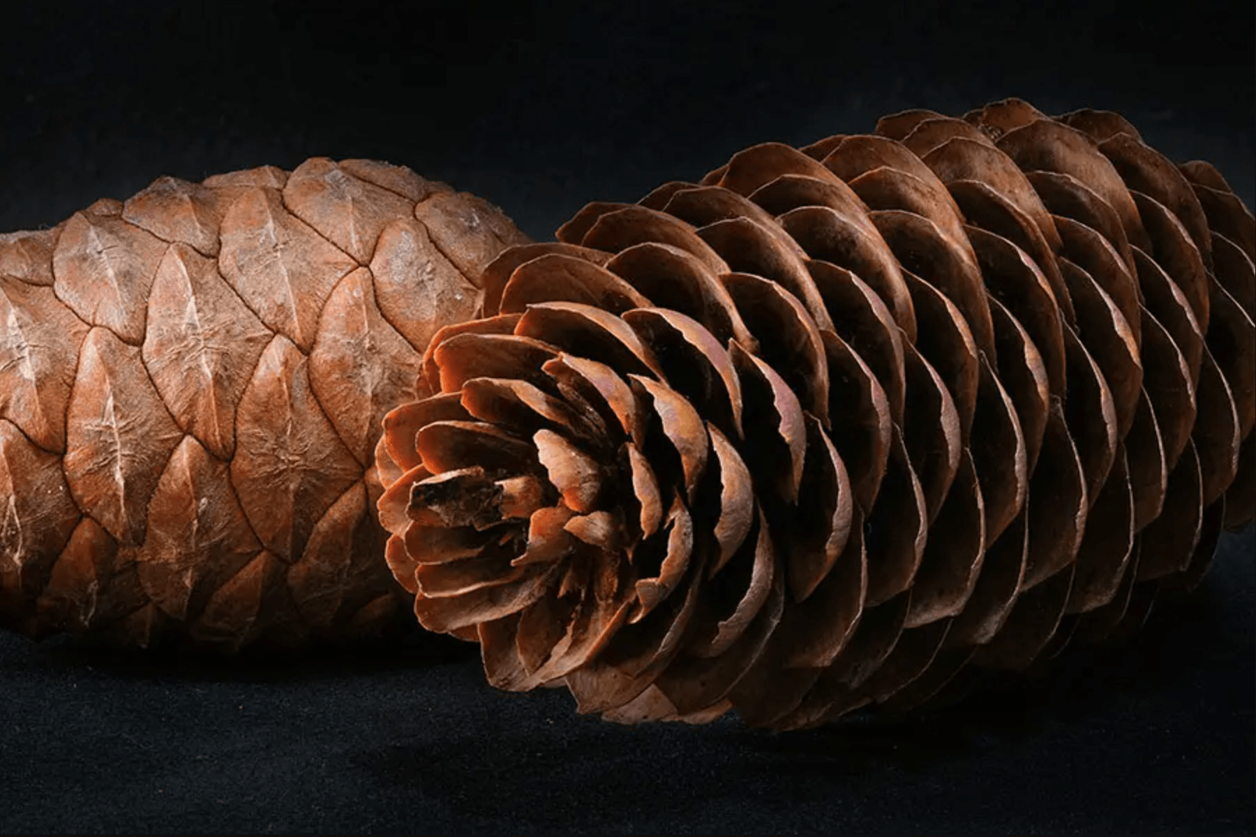 close-up of pine cone scales