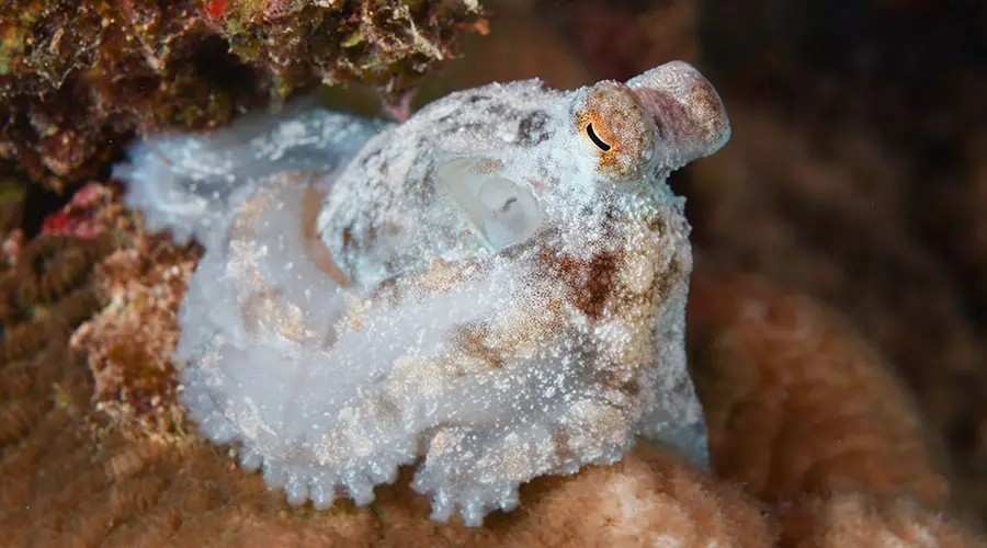 Octopus laqueus is white and motionless during quiet sleep, but researchers have observed that, every hour or so, the octopus has a burst of active sleep.