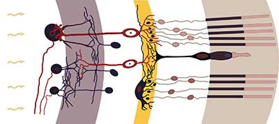 Photons entering the eye