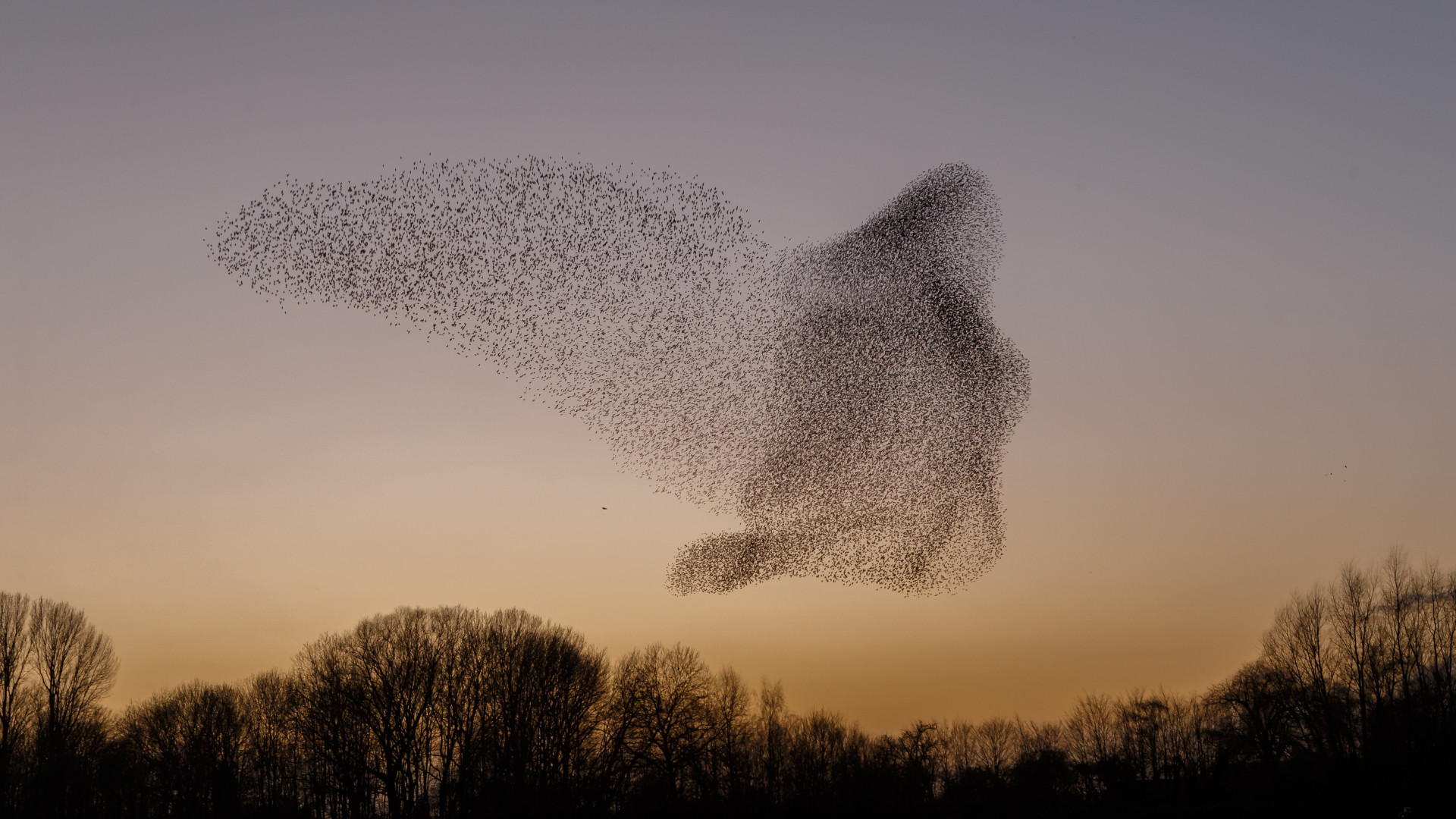 A flock of starlings fly in formation in the sky.