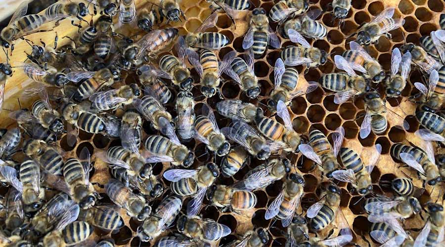Here’s How Honeybees Fly in Windy Conditions