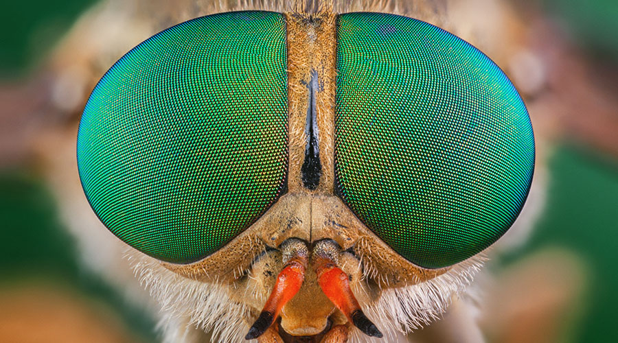 fly insect closeup image