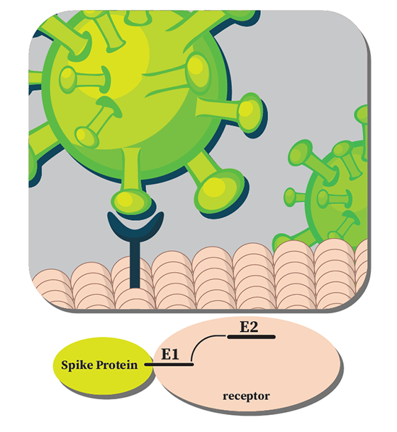 Diagram of spike protein binding to receptor