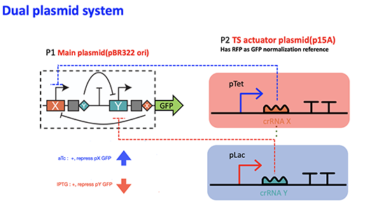 Schematic of CRISPRi/dCas12a based dual plasmid genetic toggle switch