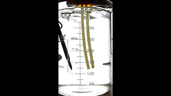 GIF of two spaghetti noodles pulled in and out of water.