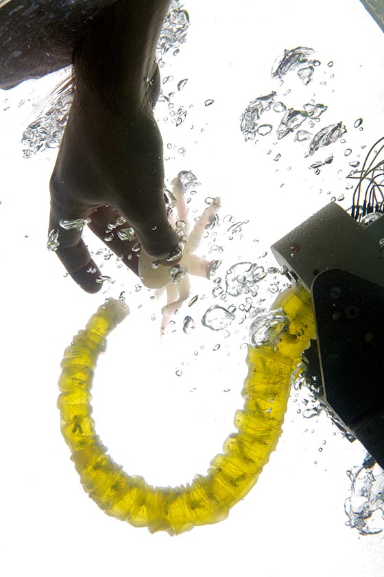 Small octopus-like robot held by a human hand underwater