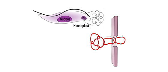 Illustration of a nanopore translocation of kinetoplast DNA extracted from a trypanosome parasite.