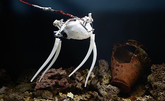Image of robot above coral.