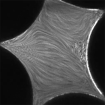 Video of a moving solution inside a pore
