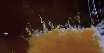Aerial hyphae growing in a high humidity environment