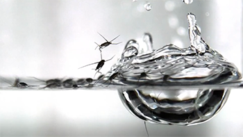 Water striders propelled into the air by a water droplet
