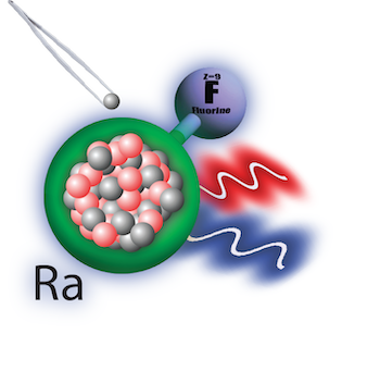 Nucleus in a radium monofluoride molecule