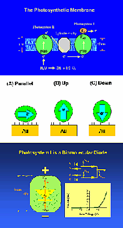 Images from lay-language Version of Paper BC31.05, 'Progress Towards a Spinach-Based Optoelectronic Device' (http://flux.aps.org/meetings/YR99/CENT99/vpr/laybc31-05.html) 