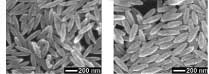 Nanorice shown in the images above, can be used to map the surfaces of biological cells