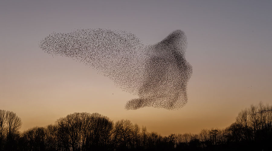 A flock of starling appear in the sky
