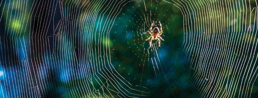 Spider web slide